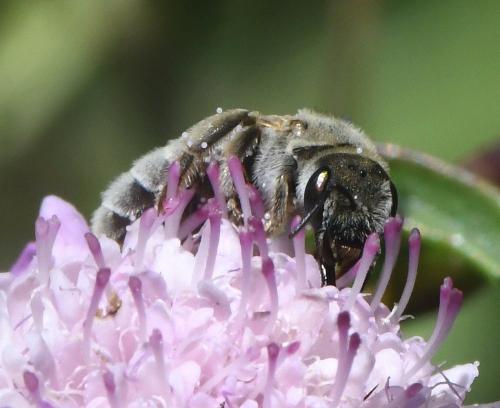 Réf. 232 554 : Seladonia pollinosa